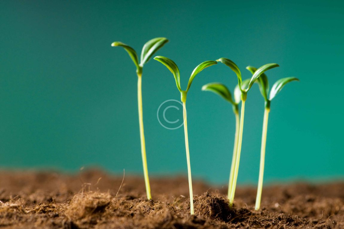 bigstock-Green-seedling-illustrating-co-14319230-1.jpg