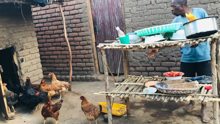 Business meets nutrition as Kuroiler chickens find a place in smallholder farms in Malawi