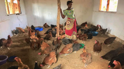 A tale of ‘chicken and egg’: Malawi farmers reduce poultry feed cost by 80%, increase egg production by 200%